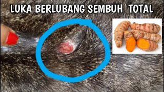 CARA MENGOBATI LUKA KUCING SECARA ALAMI  LUKA BERNANAH DAN BERLUBANG SEMBUH DALAM SEMINGGU [upl. by Elladine]