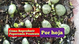 REPRODUCE PEPEROMIA EN AGUA super fácil  Gio de la Rosa [upl. by Carbrey302]