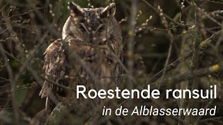 Een roestende ransuil 1201 [upl. by Euqinommod131]