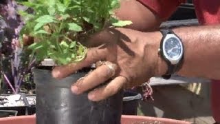 How to Transplant Mint  Herb Gardening [upl. by Yeliw398]