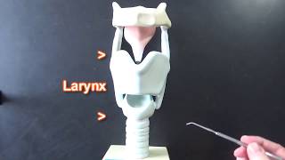 Larynx Model [upl. by Linea]