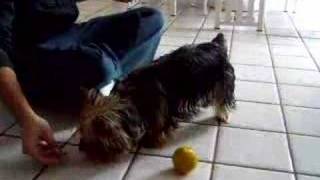 Kira the Smartest Silky Terrier in the World [upl. by Catlin597]