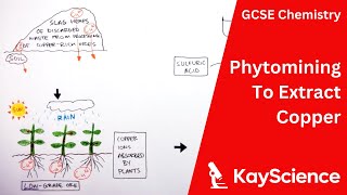 Using Phytomining to Extract Copper  GCSE Chemistry  kaysciencecom [upl. by Emyam]