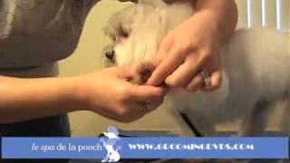 How To Round The Feet On A DogTrim A Dogs FootHow To Groom A Maltese [upl. by Kcire911]