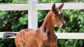 Sportlich charmant und farbenfroh  Unsere Trakehner Youngster in der Online Fohlenauktion 2024 [upl. by Irianat]