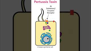 Pertussis toxin mode of action pertussis toxins animation [upl. by Garrett]