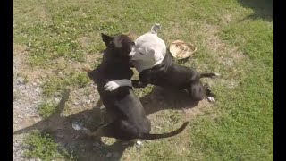 HOW TO BREAK UP A PITBULL FIGHT WITHOUT BREAKER STICK [upl. by Georgiana818]