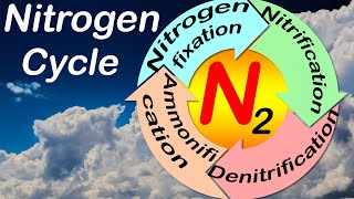 Nitrogen cycle  Simple illustration and explanation [upl. by Dray]