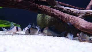 Corydoras duplicareus bij Aquarium Speciaalzaak Utaka [upl. by Sonitnatsok]