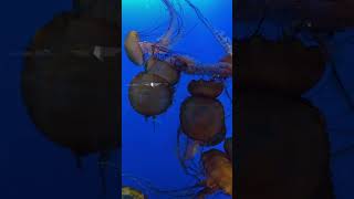 Jellyfishes sting Vancouver Aquarium vancouver aquarium shorts [upl. by London]