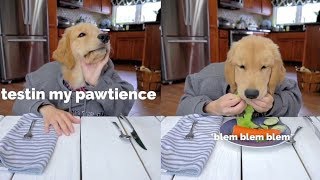 Dog Reviews Restaurant Food [upl. by Mat]