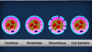 Istologia 04  Epitelio di rivestimento pavimentoso semplice [upl. by Dorej]