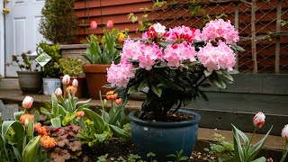 HOW TO PLANT Rhododendrons in Containers  Flowering Shrubs [upl. by Rafaelita]