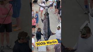 500 Pound Marlin Caught In the Carolinas  fishing marlinfishing fishingvideo [upl. by Albertson]