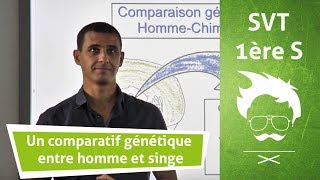 SVT  Terminale  Un comparatif génétique entre homme et singe [upl. by Blumenfeld]