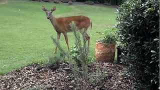 DEER AND DOG Bullmastiff AT PLAY Large 120Lb Mastiff and doe [upl. by Lucic]