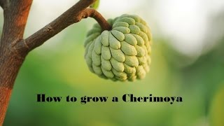 How to Grow Cherimoya from seed [upl. by Allina643]