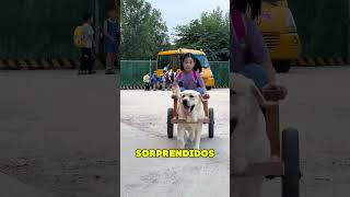 Perro Recoge a Dueña de la Escuela ❤️ [upl. by Nawek774]