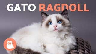 RAZA de GATO RAGDOLL 🐱 Características Cuidados y Origen [upl. by Attesoj]