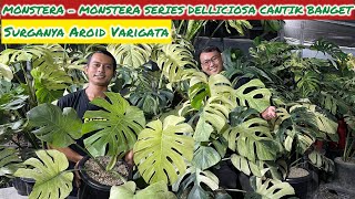 SURGANYA AROID VARIGATA DISINI⁉️ MONSTERAMONSTERA DELLICIOSA CANTIK BANGETT [upl. by Schuster69]