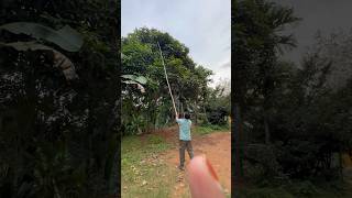 Rambutan plucking from tree  rambutanfruit [upl. by Nagaem]