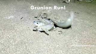 Grunion Run at Cabrillo Beach [upl. by Andree]