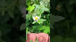 Galinsoga natureflowersyoutubeshortsplantsgarden [upl. by Atsilac]