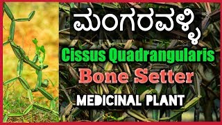 ಮಂಗರವಳ್ಳಿ Cissus Quadrangularis Bone Setter [upl. by Atul716]