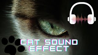 Cat sound effect  Cat hissing Cat meowing  Cat sounds Cat purring  What sounds does a cat make [upl. by Macdonald]