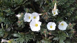 Fleurs de Liseron arbustif Convolvulus cneorum [upl. by Malia]