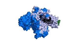 Telomerase in 3D [upl. by Ettevroc]