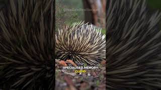 Echidna Fascinating Creatures of the Australian Wilderness [upl. by Smiga]