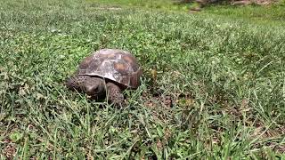 Rotonda West  Gopher Tortoise [upl. by Aiveneg543]