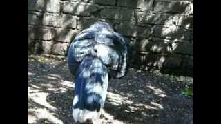 blue billed curassow  crax alberti [upl. by Lanahtan306]