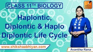 Haplodiplontic Life Cycle  Plant Kingdom  NEET Biology  NCERT 11th [upl. by Kurtz]