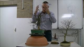 Boom bespreking door Bart Verstappen 5 7 Acer palmatum [upl. by Asirrac]