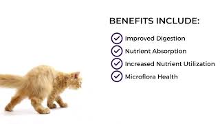 Feline Digestive Support  Help for your cats tummy [upl. by Suravat]