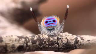 Peacock Spider Dances to YMCA [upl. by Hannibal]