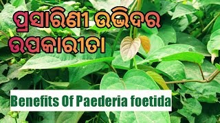 Gandh Prasarini Paederia foetida Health Benefits  pasaruni patra upokarita [upl. by Aikym]