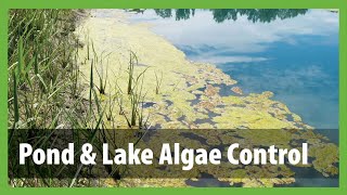 How to Get Rid of Algae in a Pond  Pond amp Lake Algae Control [upl. by Ativla]