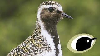 BTO Bird ID  Grey amp Golden Plovers [upl. by Leik471]