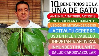 10 BENEFICIOS DE LA UÑA DE GATO ANTIINFLAMATORIO ANTIOXIDANTE ACTIVA EL SNC INMUNOESTIMULANTE CÁNCER [upl. by Healion]