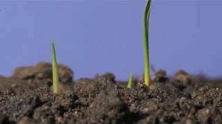 Oat germination underground and growing time lapse [upl. by Dichy]