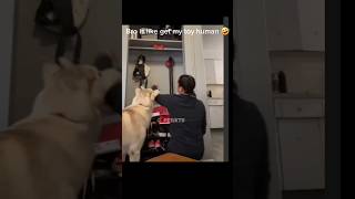 Mommy Please Help me🐕 I Want my toy back 🥲 yt funnydog dog mommy toys shorts love dogtoys [upl. by Emelia]