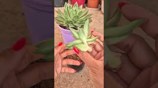 Propagation echeveria agavoides succulent plants [upl. by Lukey]