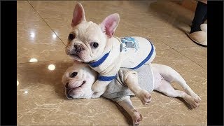 Funny and Cute French Bulldog Puppies Compilation 6  Cutest French Bulldog [upl. by Lahcar457]