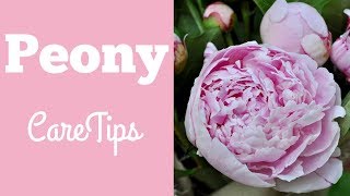 Easy Peony Care Tips [upl. by Kate]