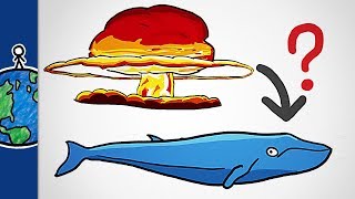 What Nuclear Bombs Taught Us About Whales [upl. by Aihtyc]