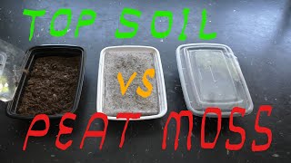 Grindal Worms Culture top soil vs peat moss [upl. by Cohby]