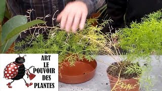 JardinageComment faire lentretien et arrosage des plantes vertes dintérieur [upl. by Maletta522]